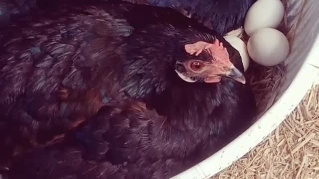 A hen hatches a baby from an egg