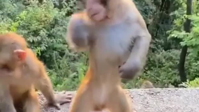 Monkey funny dance 😁 full enjoy