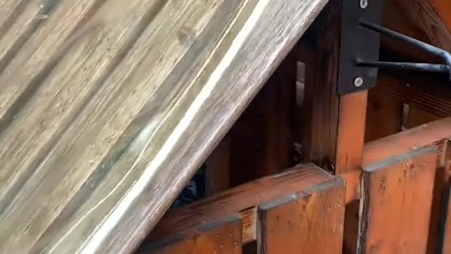 Some kittens pretend to be adults to fall in love with us.