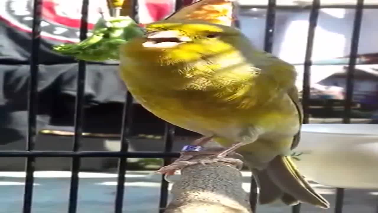 The most wonderful canary sound in the world