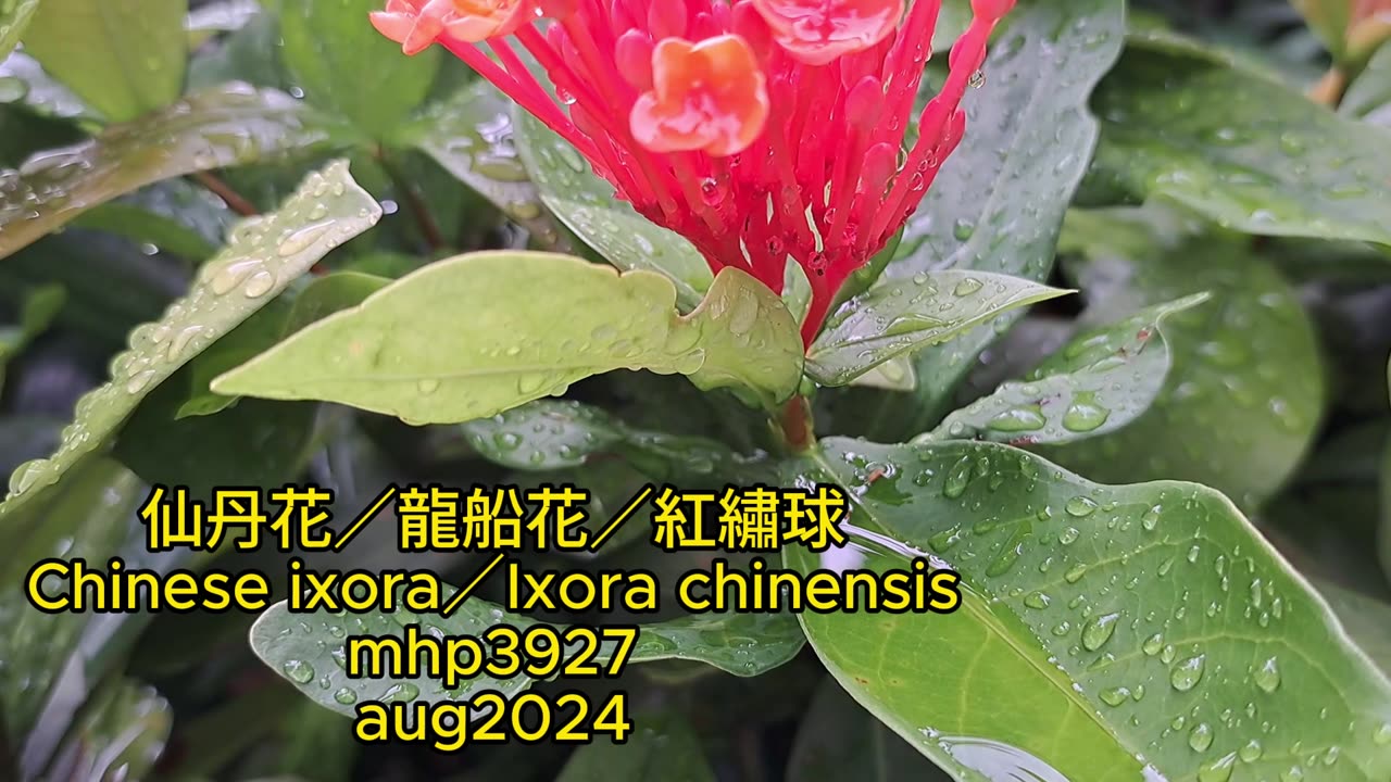 #仙丹花／#龍船花／#紅繡球 Chinese ixora／Ixora chinensis