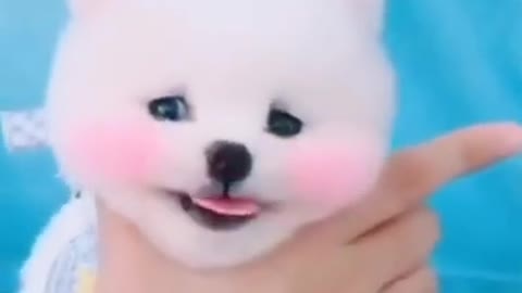 Cute and funny dog #shorts