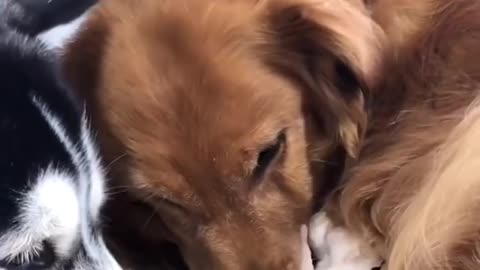 when the Golden retrievers meets the adorable tiny kitten