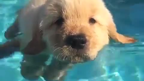 A swimming that likes playing with water.