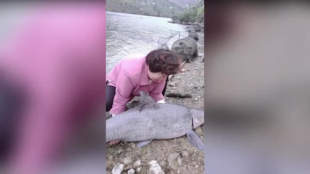 viral fish fishing Amazing fish video