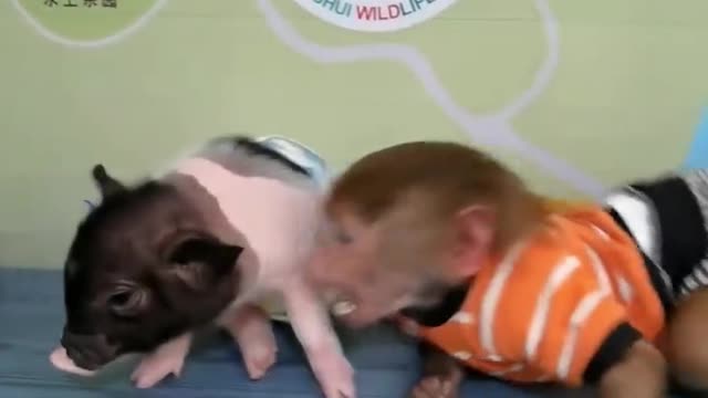 Little monkey playing with cute piggy