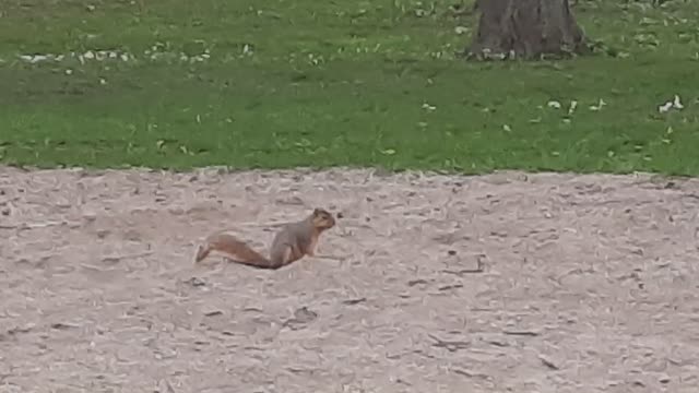 Park Squirrel Digging in Volleyball Court