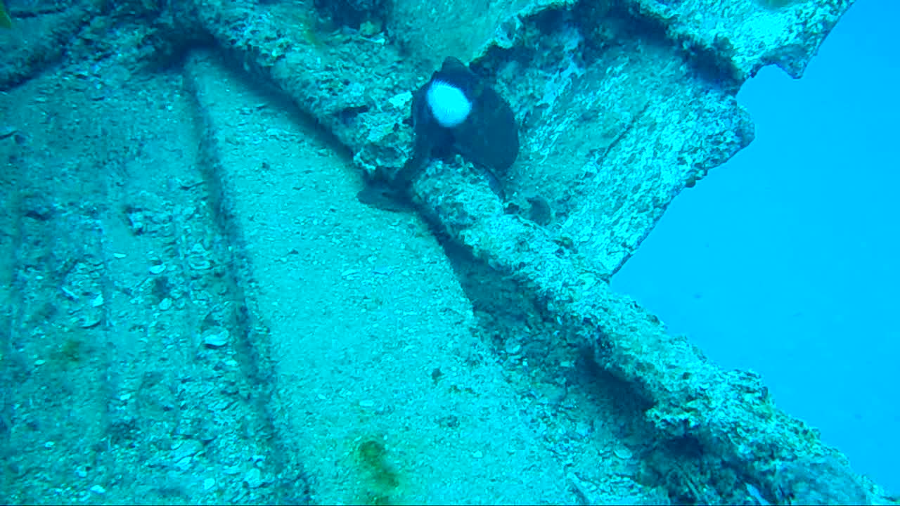 Chasing Eagle Rays