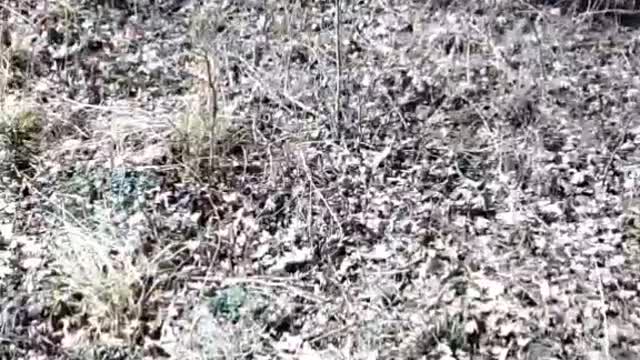 Примут руские