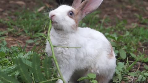 How beautiful rabbits when you eat