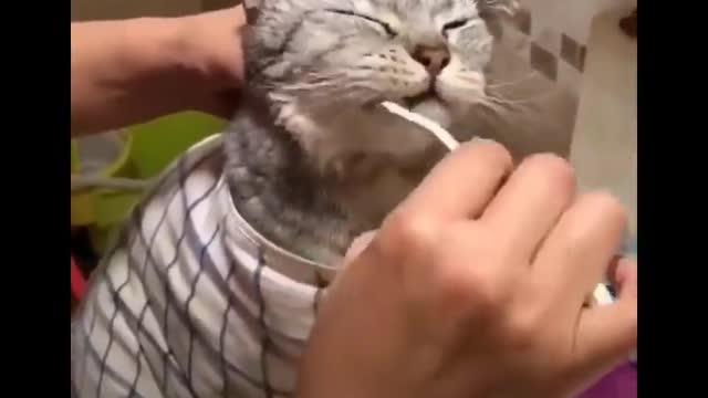 Funny cats life🤣 don’t try to hold back laughter