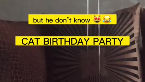 Cat Birthday Party: Hilarious Moments & Surprises! 🎉😺 #CatParty #FunnyCats