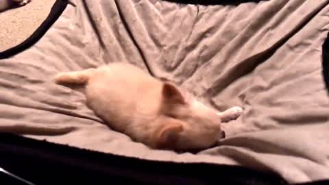 watch what this cute Chihuahua does when you tell him to go to bed!