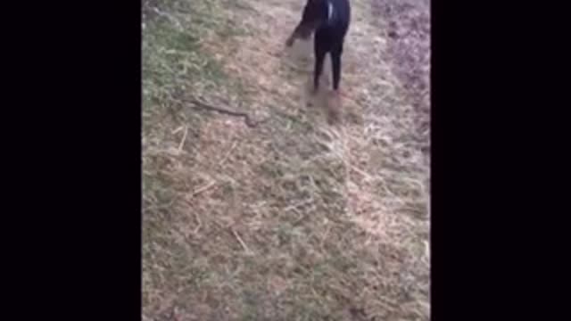 Dog throws a snake to save its owner #shorts