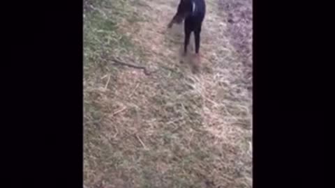 Dog throws a snake to save its owner #shorts