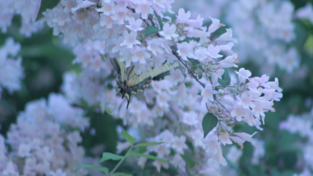 Close-Up Video of Butterfly Perched on Flower