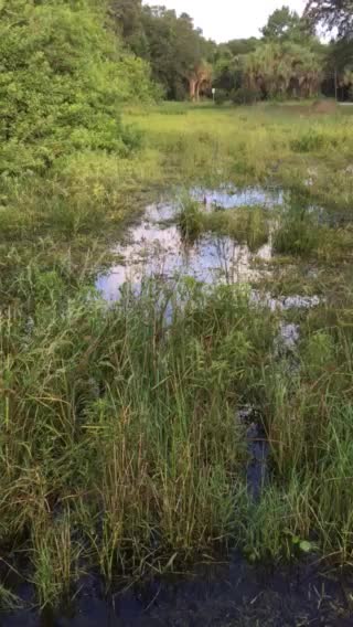 Squeaky ducks and their babies