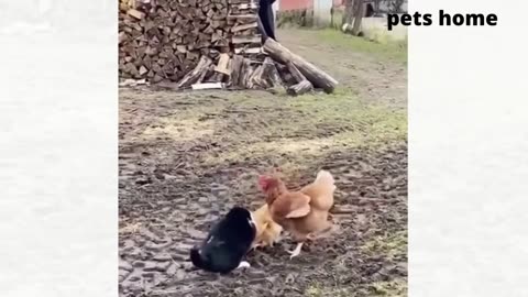 funny animal videos