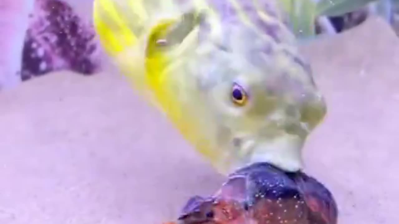 Prawn Wrecked By Fish