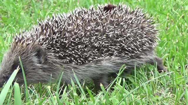 Hedghog with cute noise