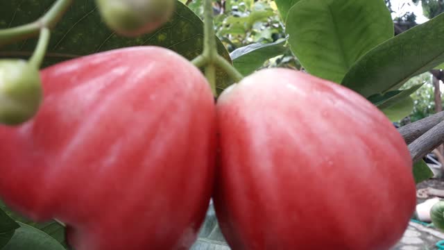 Java Red Wax Apple