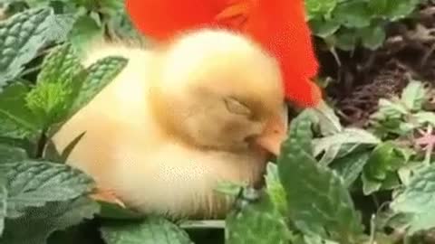 little duckling in a hat