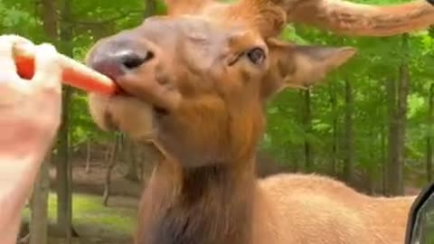 animal funny video !! #short