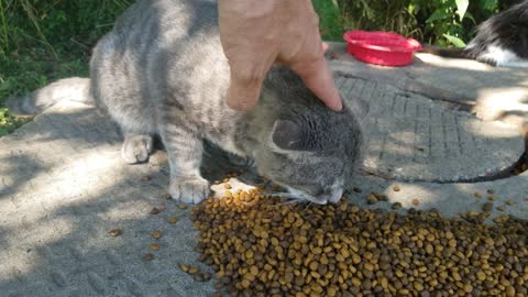 A declawed cat dumped at a feral cat colony.