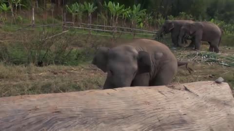 Most Funny and Cute Baby Elephant Video