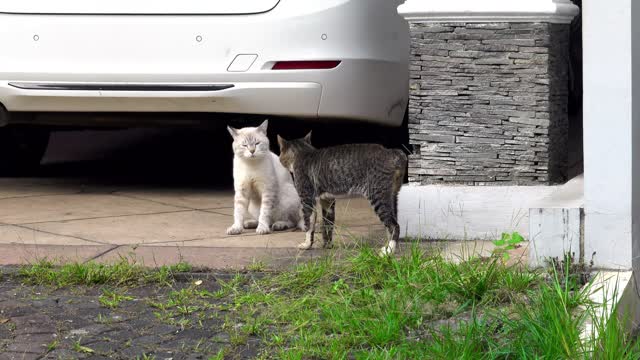 Two Cats Fighting With Each Other