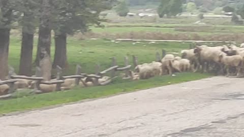 Italiani chiamati al voto si muovono in gregge🤣