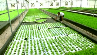 Egyptian farm uses fish waste to grow vegetables