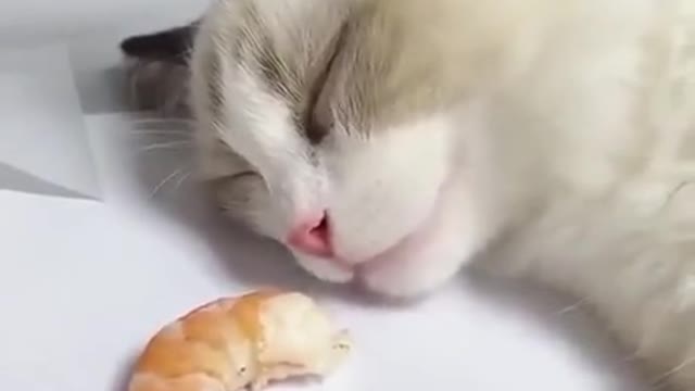 Sleepy Cat wakes up to smell of shrimps