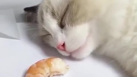 Sleepy Cat wakes up to smell of shrimps