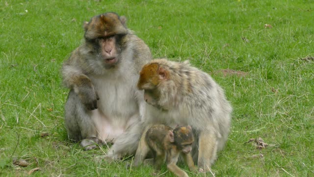 Monkeys family