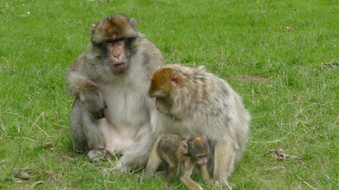 Monkeys family