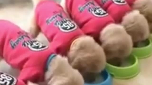 Cute puppies Drinking Milk | Cute Puppies Video For Children