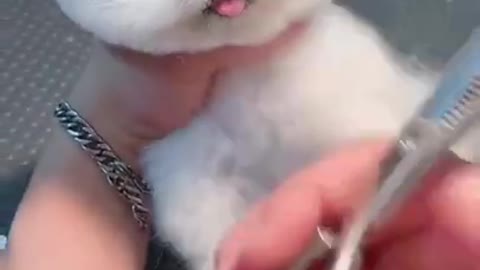 Mini Cute Pomeranian Boo Dog Funny