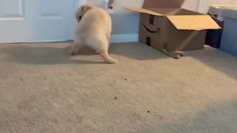 Funny Dogs Chasing Their Tails Compilation