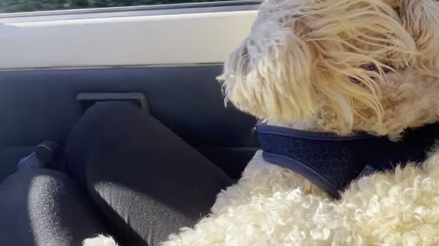 Cute Dog Enjoys Car Ride