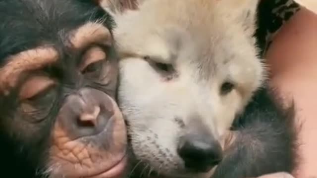 Orangutan dad touches dog son again