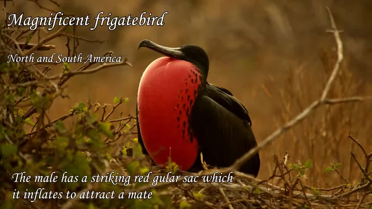 10 Strange and unique birds from all over the world