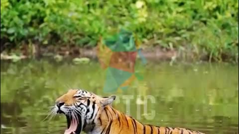 Tiger Tha largest 4K video