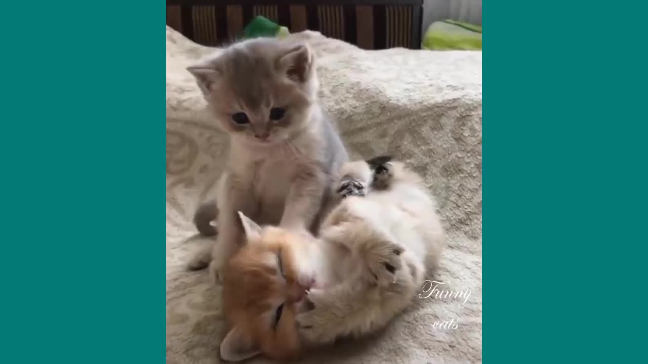 Funny Cats ✪ Cute and Baby Cats