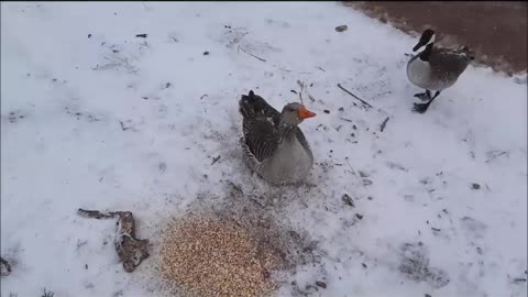 Texas Being All Blizzardish - Feeding my Gooses