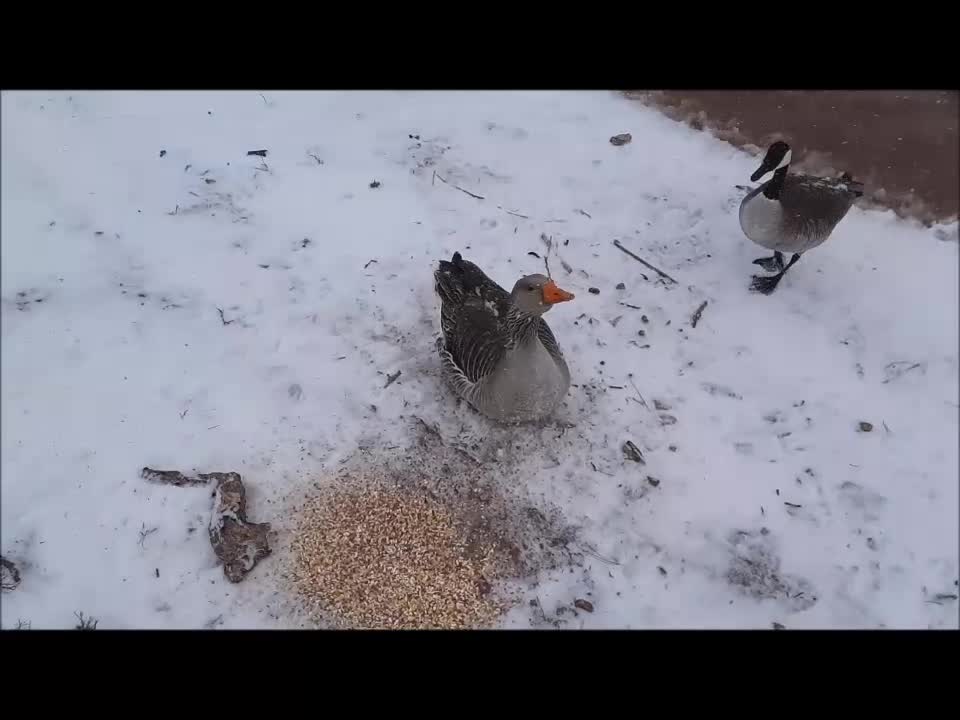 Texas Being All Blizzardish - Feeding my Gooses