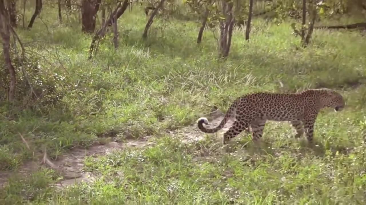 Leopard VS Lizard