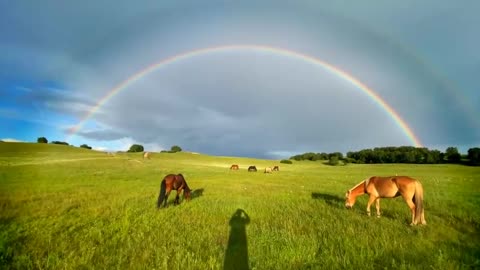 Rainbows appear after rain