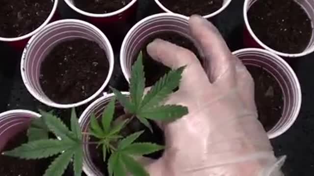 Transplanting Clones