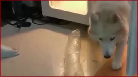 Wet Husky Drying Machine